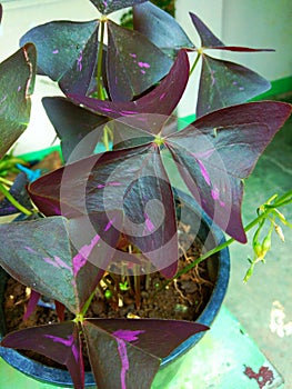 Violet leaf photo