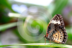 Butterfly Walks on Leaves