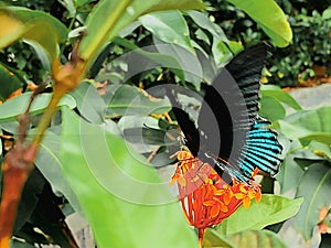 The butterfly was photographed while slurping nectare of the flowers