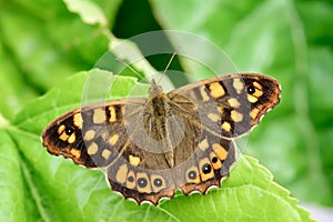 Mariposa seguimiento más alto en un rio 