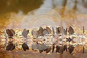 Butterfly and water reflex