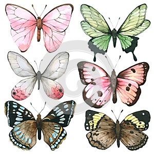 Butterfly watercolor collection isolated on white background , Set of Butterfly Hand drawn painted for Greeting Card ,Wallpaper ,P