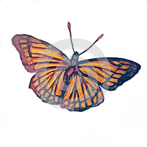 Butterfly watercolor crayons