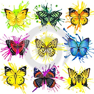 Butterfly and watercolor splash background
