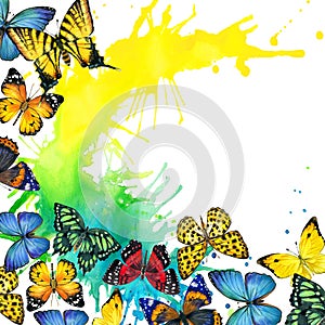 Butterfly and watercolor splash background