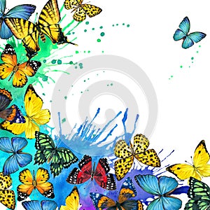 Butterfly and watercolor splash background