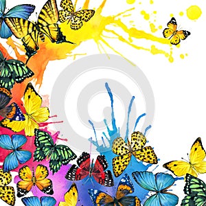Butterfly and watercolor splash background