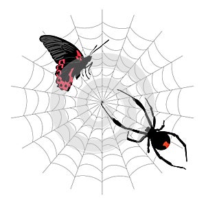 butterfly in the web and the poisonous black widow spider. vector illustration