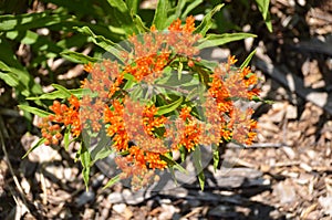 Butterfly Weed