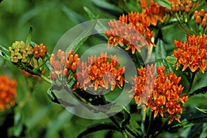 Butterfly Weed  31066