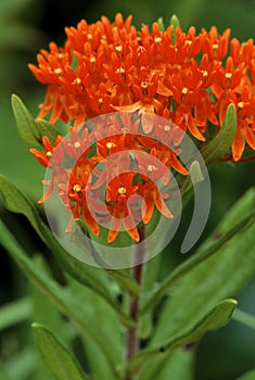 Butterfly Weed  39157