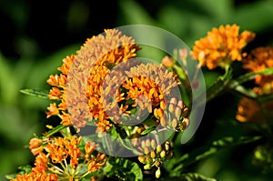 Butterfly Weed