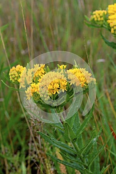 Butterfly Weed  55441