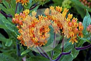 Butterfly Weed  600575