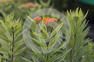 Butterfly Weed - Asclepias photo