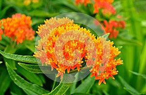 Butterfly Weed (Asclepias tuberosa) Milkweed photo