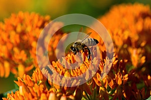 Butterfly Weed and Bee