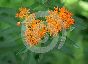 Butterfly weed blooming in the garden