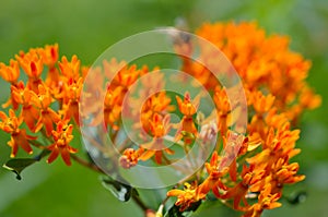 Butterfly Weed flowerets attract pollinating insects