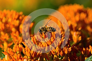 Butterfly Weed and Honey Bee