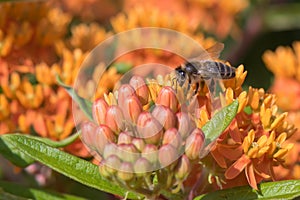 Butterfly weed Asclepias tuberosa orange flower with bee