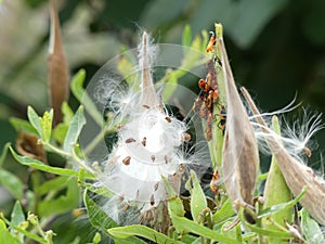 Butterfly Weed Plant with a Burst Seed Pod next to Milkweed Bugs photo