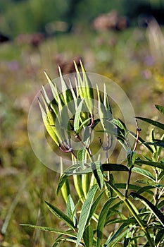 Butterfly Weed Pods   605445