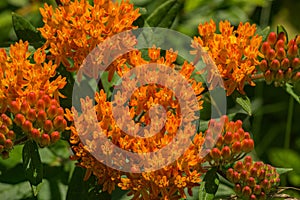 Butterfly Weed â€“ Asclepias tuberosa