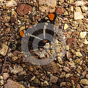 A butterfly on the West Fork Trail at Sedona, Arizona