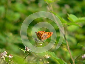 Butterfly whit orange wings in tge grass