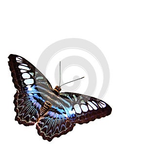 Butterfly with White Background