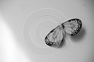 Butterfly on white background