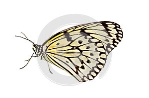 Motýľ na bielom 