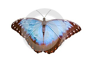 Butterfly on white background photo