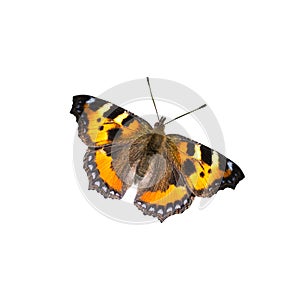 Butterfly on white background