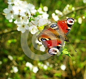 Butterfly on white cherry blossoms in the forest