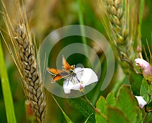 Butterfly on a white Convolvulus arvensis, field bindweed