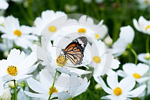 Butterfly on white cosmos flower in the nature