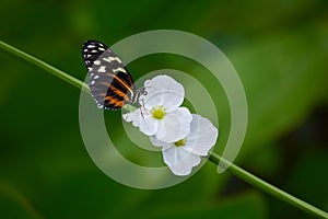 Butterfly on white flower