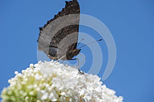 Butterfly on white flower