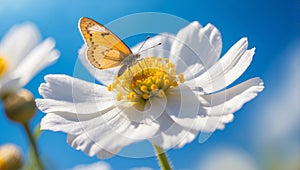 Butterfly on white flower with blue sky background