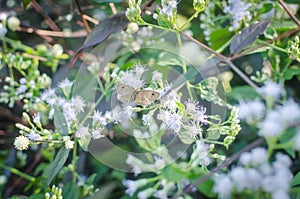 Butterfly on a white flower in the forest