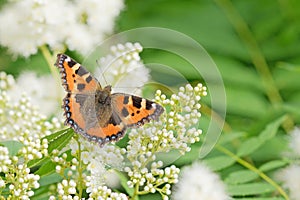 Butterfly on a white flowers