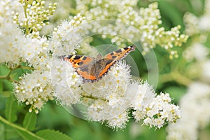 Butterfly on a white flowers