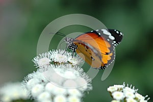 Butterfly on white flowers 4