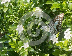 Butterfly on white flowers