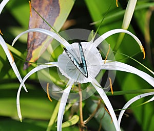 Butterfly on White Lily