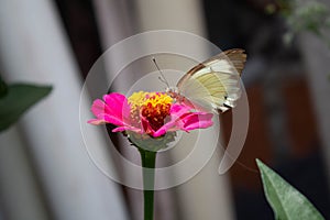 Butterfly or white moth drinking nectar from the Zapato de Obispo flower photo