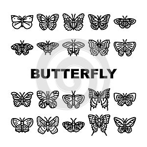 butterfly white nature icons set vector