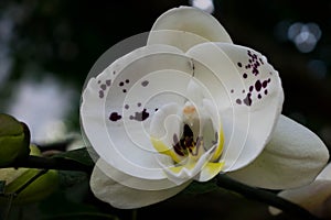 White orchid